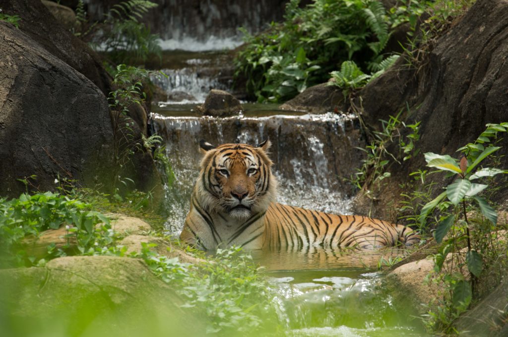 Malayan Tiger - MYCAT